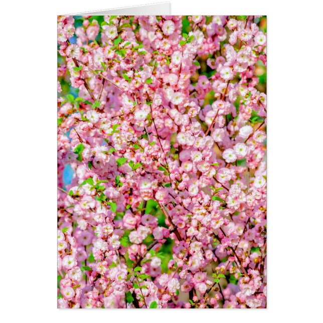 Plum à fleurs (Devant)