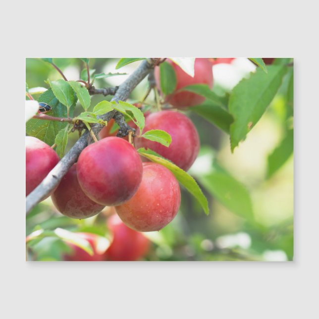 Plum cerise sur branche (Devant)