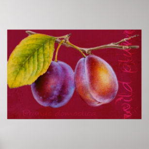 Plum sauvage - Poster de Prunus domestica (rouge r