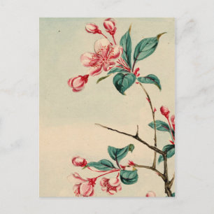 Plum tree fleurs Carte postale