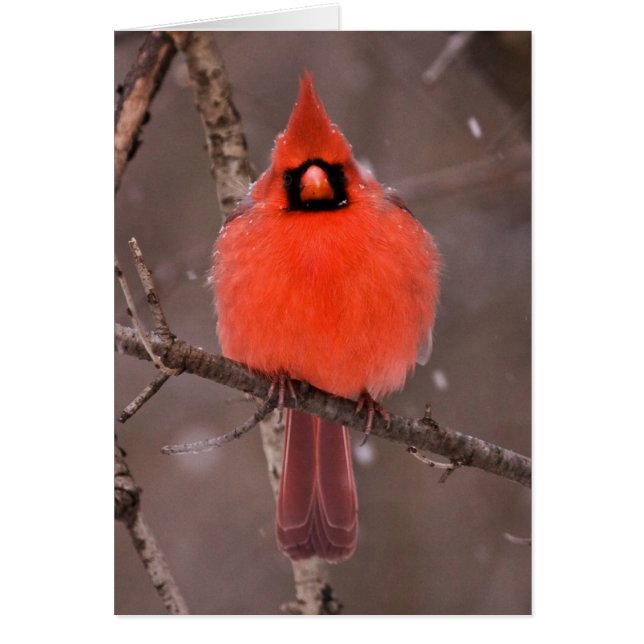 Plumage d'hiver (Devant)