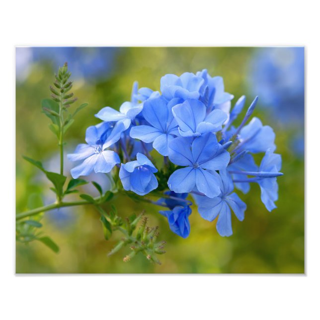 Plumbago - Fleurs d'été bleues Photographie floral (Devant)