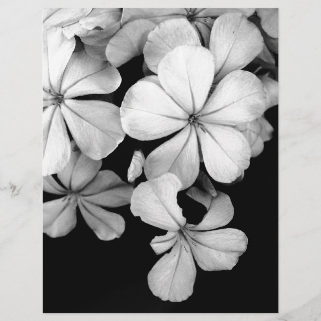 Plumbago noir et blanc (Devant)