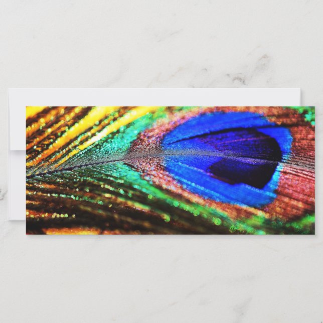 Plume de Shirley Taylor (Devant)