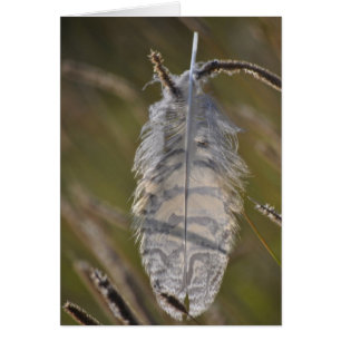 Plume d'Esprit Quotidien