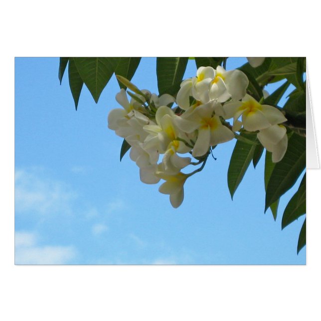 Plumeria (Devant horizontal)