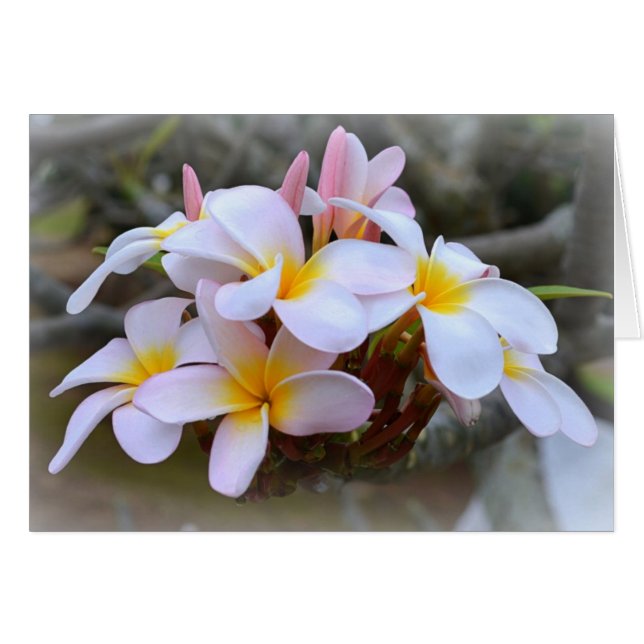 Plumeria blanche et rose (Devant horizontal)