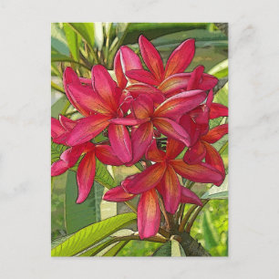 Plumeria - Design artistique sur carte postale