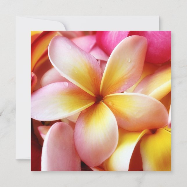 Plumeria Frangipani Hawaii Flower Customized Blank (Devant)