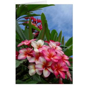 Plumeria hawaïen