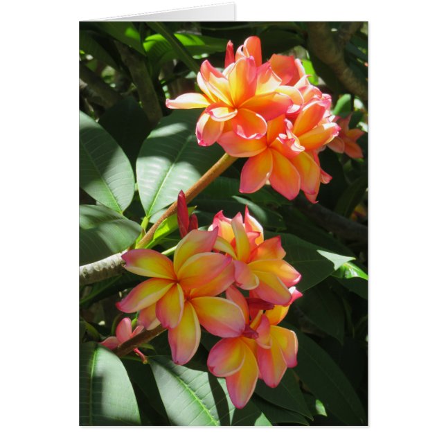 Plumeria hawaïenne (Devant)