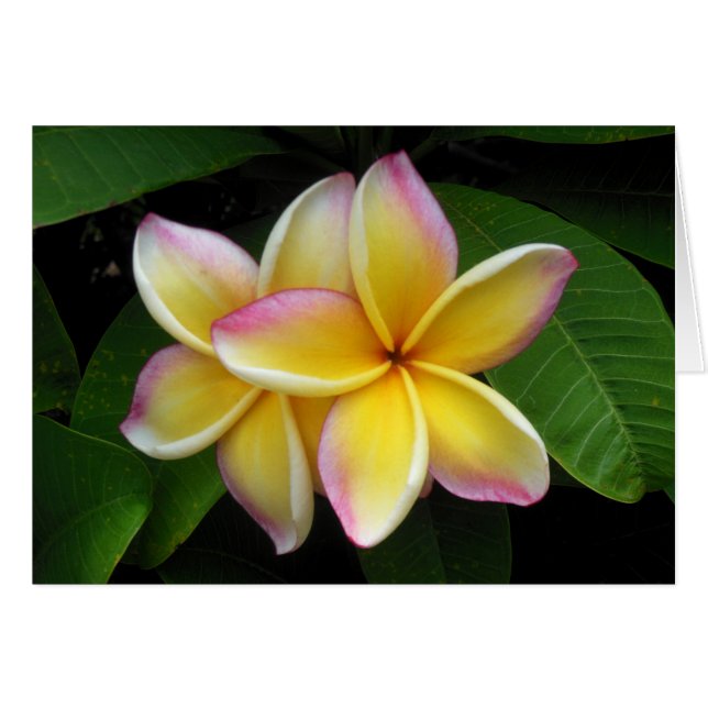 Plumeria hawaïenne (Devant horizontal)