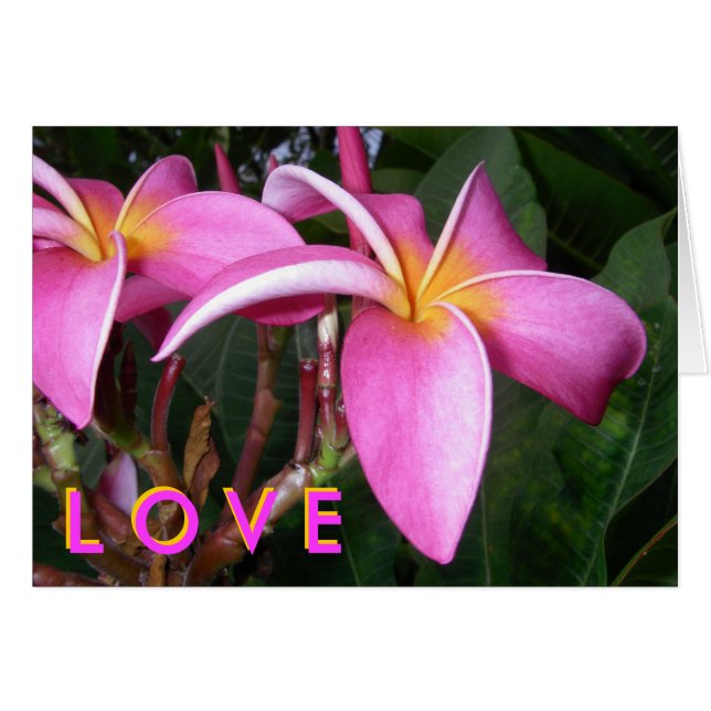 Plumeria L O V E (Devant horizontal)