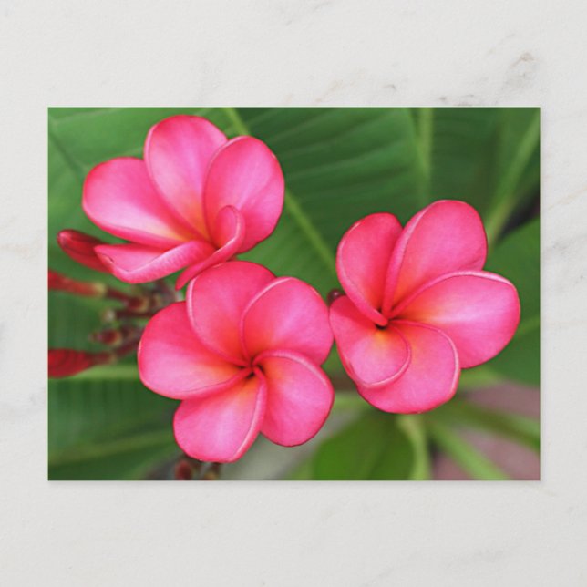 Plumeria - Miami Rose sur carte postale (Devant)