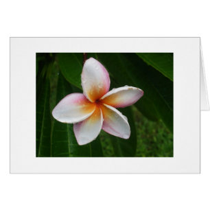 Plumeria sous la pluie