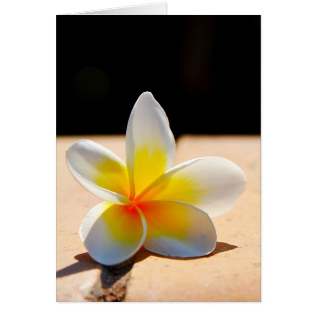 Plumerias (Devant)