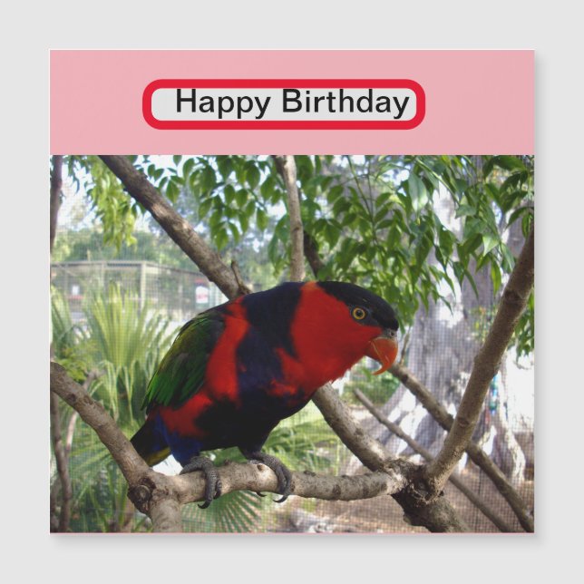 Plumes arc-en-ciel : Joli Lorikeet australien, (Devant)