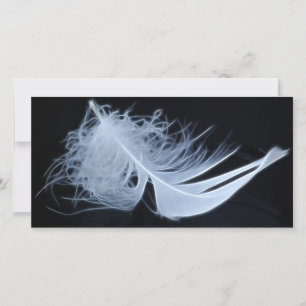 Plumes blanches - angélique par nature