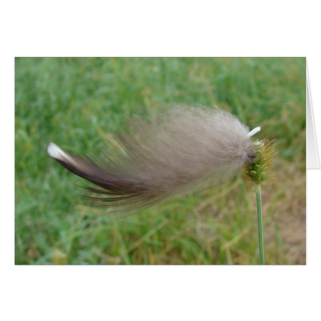 Plumes collées sur l'herbe (Devant horizontal)