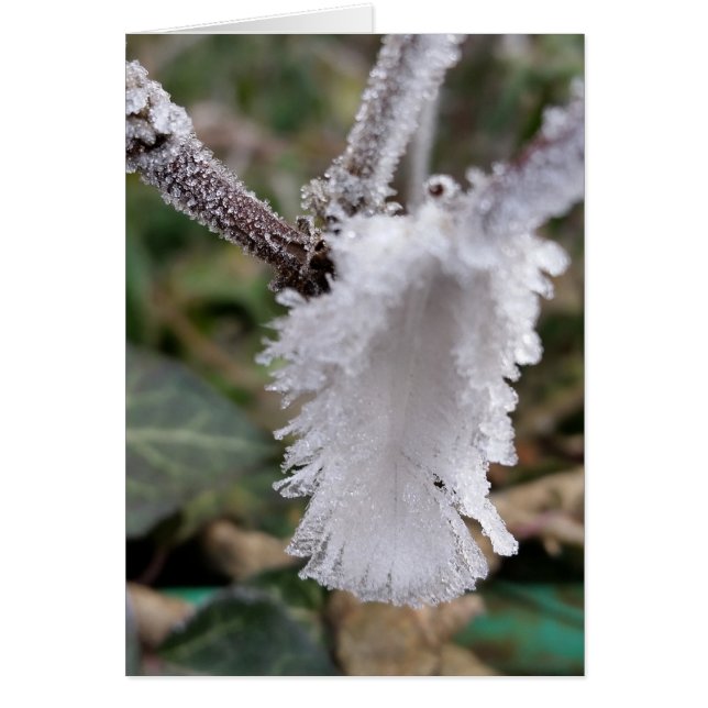 plumes congelées (Devant)