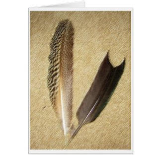 Plumes de faucon