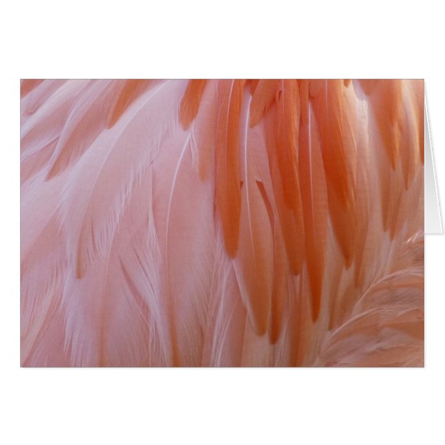 Plumes de Flamant en Nuances de Rose (Devant Horizontal)