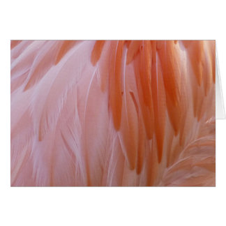 Plumes de Flamant rose dans les tons roses