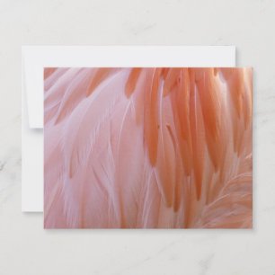 Plumes de flamingo dans des nuances de rose