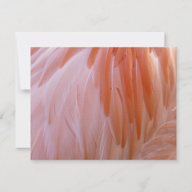 Plumes de flamingo dans des nuances de rose (Devant)