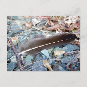 Plumes de goéland gris 1 carte postale