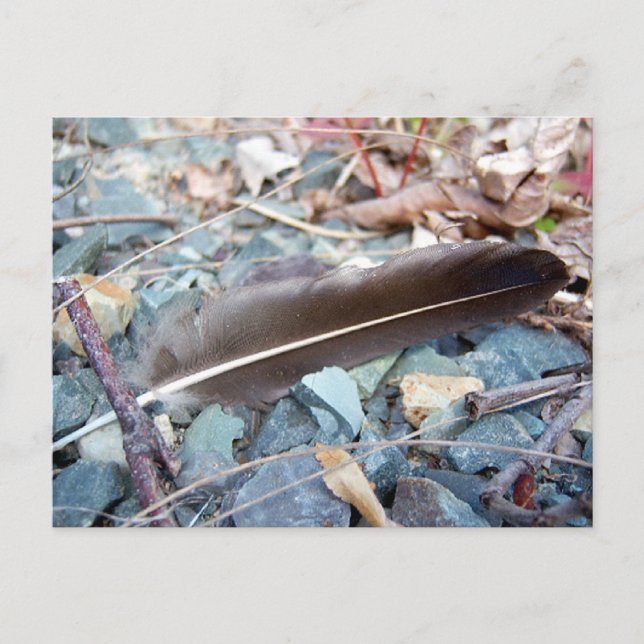 Plumes de goéland gris 1 carte postale (Devant)