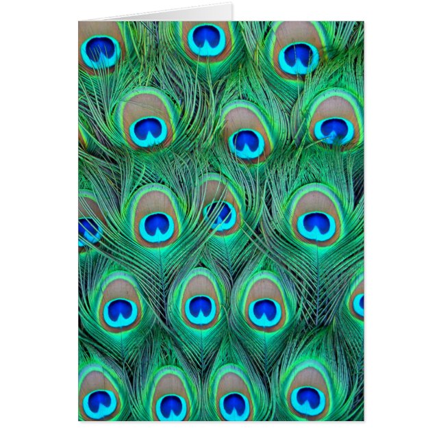 Plumes de paon (Devant)