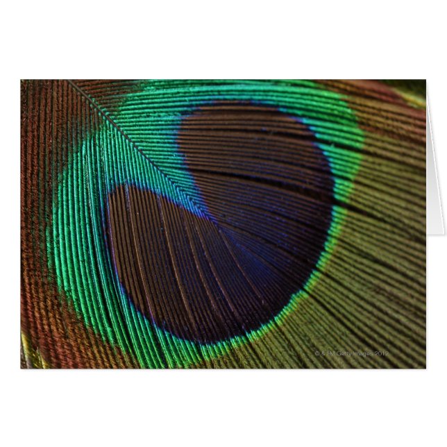 Plumes de paon 3 (Devant horizontal)