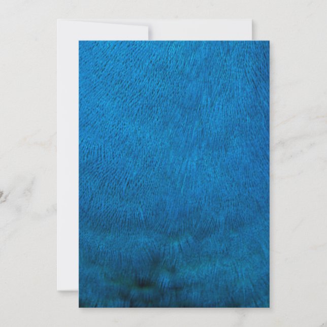 Plumes de paon bleu (Devant)