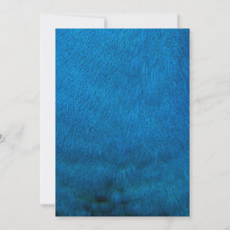Plumes de paon bleu
