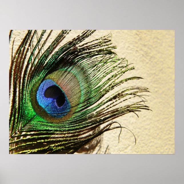 Plumes de paon sur une affiche murale (Devant)