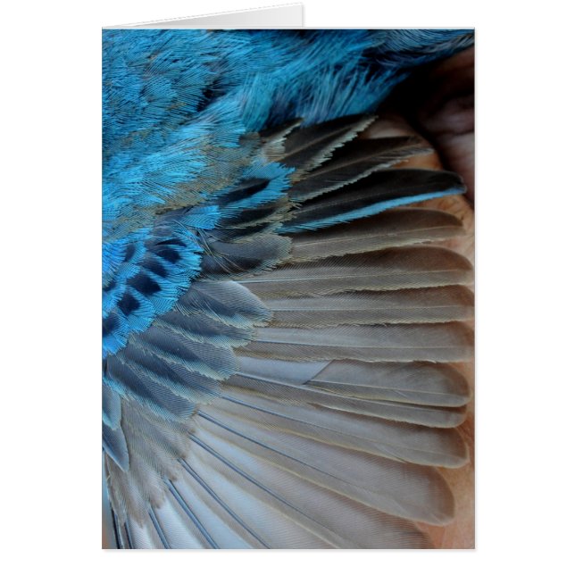 Plumes d'indigo (Devant)