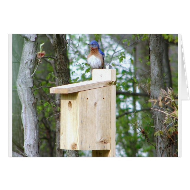 Plumes rouillées de bleuets (Devant Horizontal)