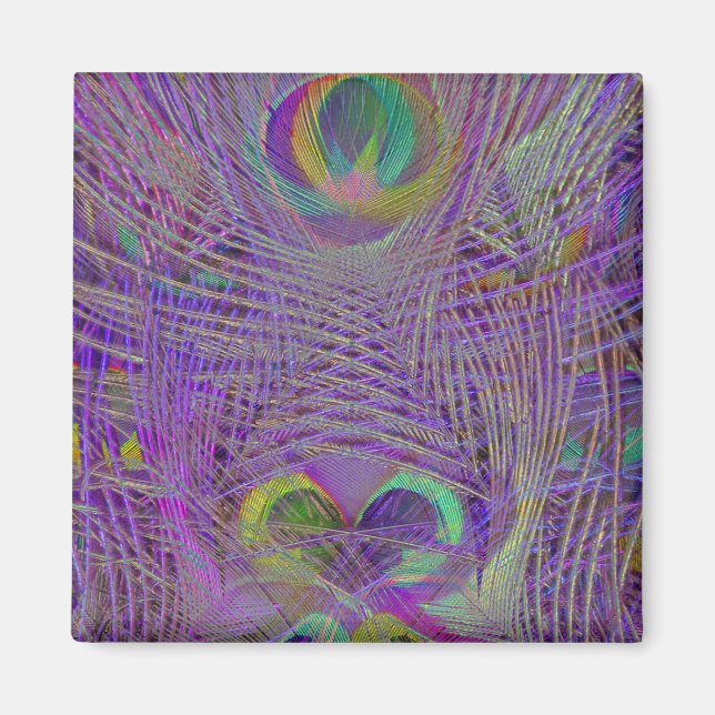 Plumes violettes Peacock Magnets (Devant)