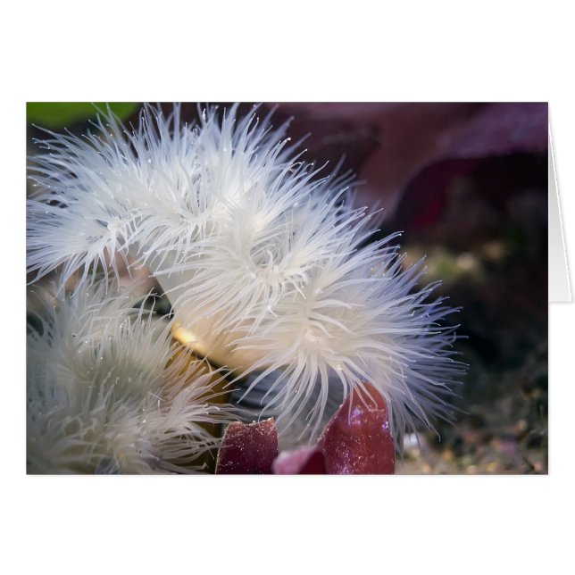 Plumose Anemone - Carte (Devant horizontal)