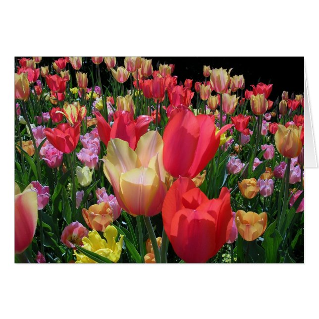 Plus de tulipes (Devant horizontal)