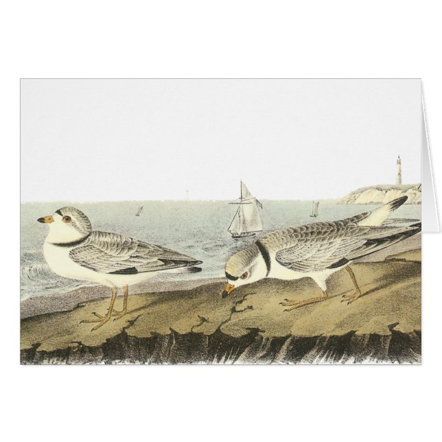 Pluvier sifflant, John Audubon (Devant horizontal)