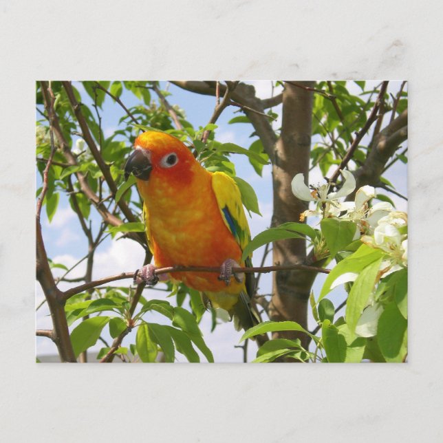 Poches ici Carte Postale "Olivia" (Devant)