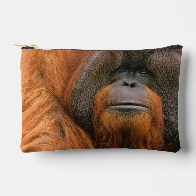 Pochette À Accessoires Portrait of Orang-utang Male, Georgia, USA (Recto)