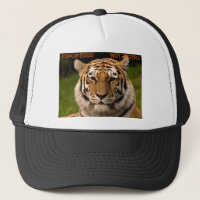 Pochez le casquette de tigres d'oeufs pas