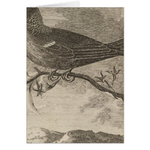 Poebird, Nouvelle-Zélande