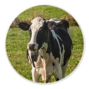 Poignée de porte, photo de vache