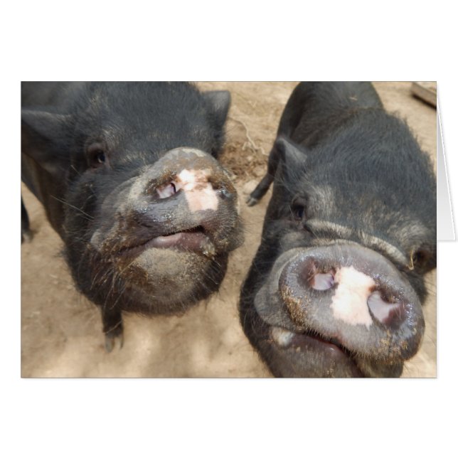 Poignées doubles personnalisées Mini Cochons noirs (Devant horizontal)