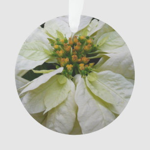 Poinsettia Blanc Élégant Fleurs de Noël