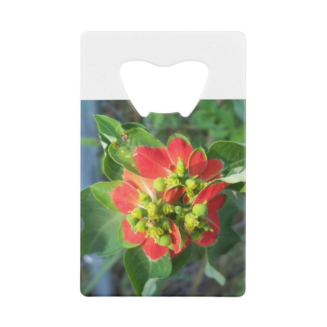 Poinsettia sauvage (Devant)